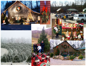 Pea Ridge Forest Christmas Tree Farm | Kids Out and About St. Louis