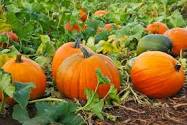 Pumpkin Hunt at Evergreen Farms