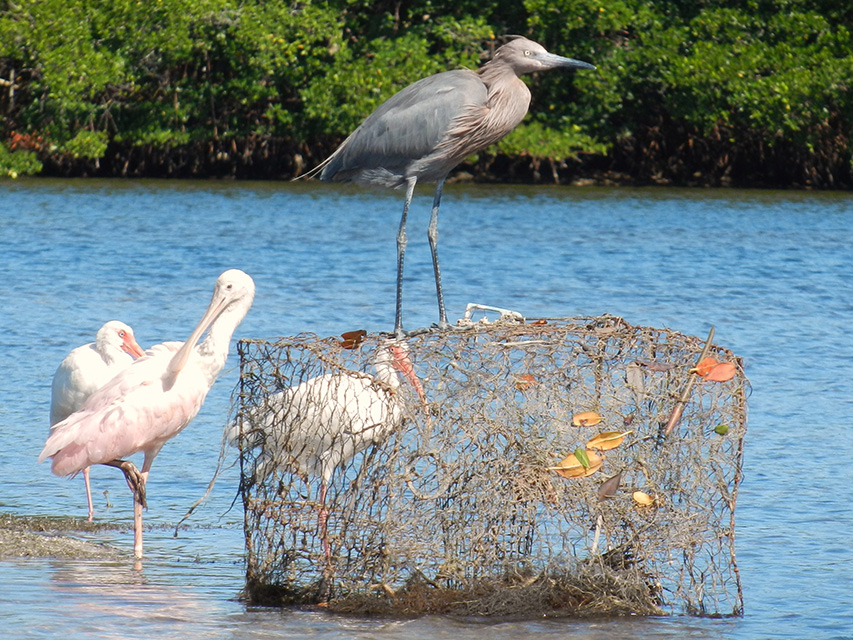 Cockroach Bay Preserve | Kids Out and About Tampa