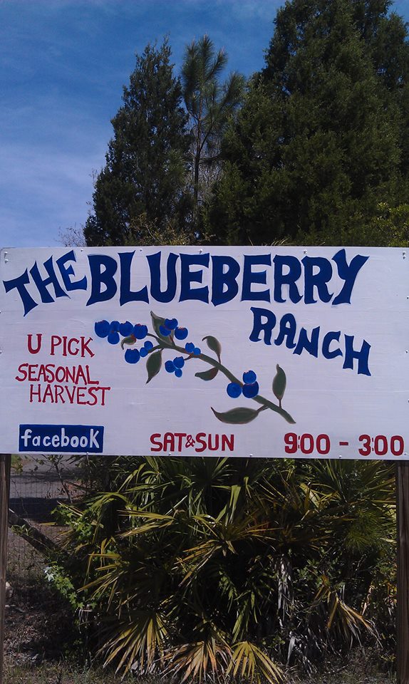 Blue Raspberry Ranch The Blueberry Ranch | Kids Out and About Jacksonville