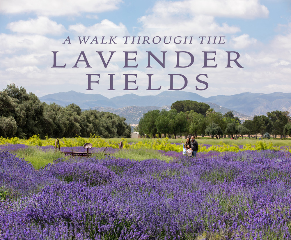 A Walk Through The Lavender Fields - 123 Farm - Cherry Valley, CA ...