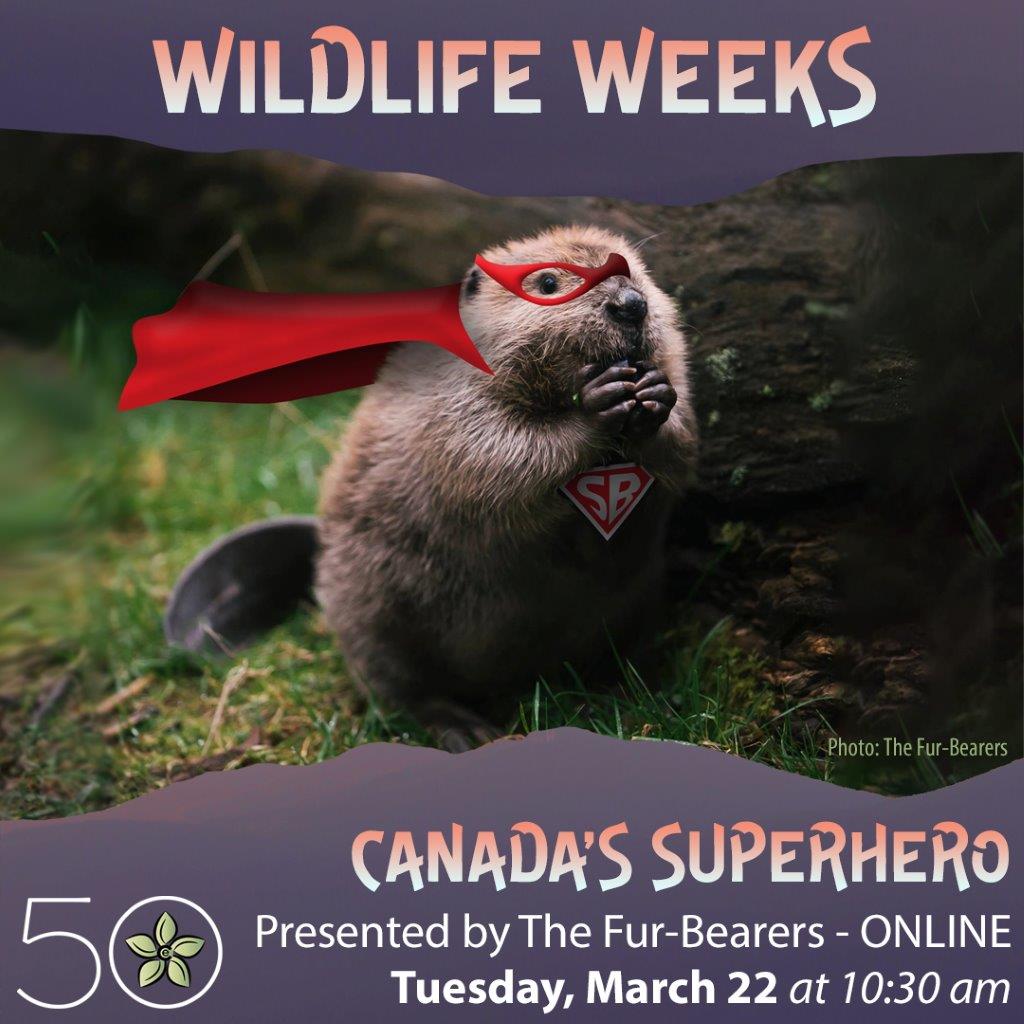 Canada’s Environmental Superhero: the Beaver! - Wildlife Weeks with the ...
