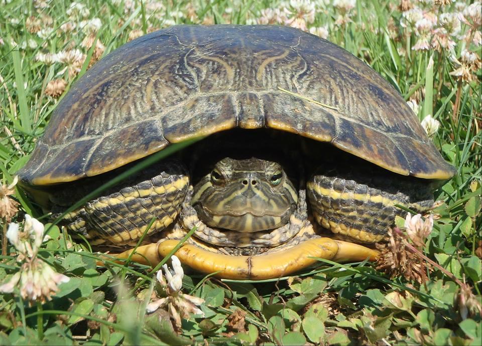 Two Rivers National Wildlife Refuge | What’s happening in St. Louis
